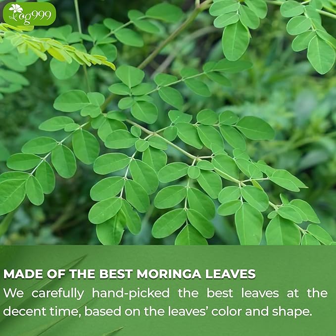 TOG999, Premium 60 Moringa Leaf Tea Bags, 100% Natural & Pure from Moringa Leaves. Loose Leaf Moringa Herbal Tea. Moringa Leaf Tea. No Sugar, No Caffeine, No Gluten, Vegan.